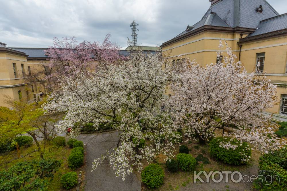 京都府庁旧本館、二階から容保桜を見渡す