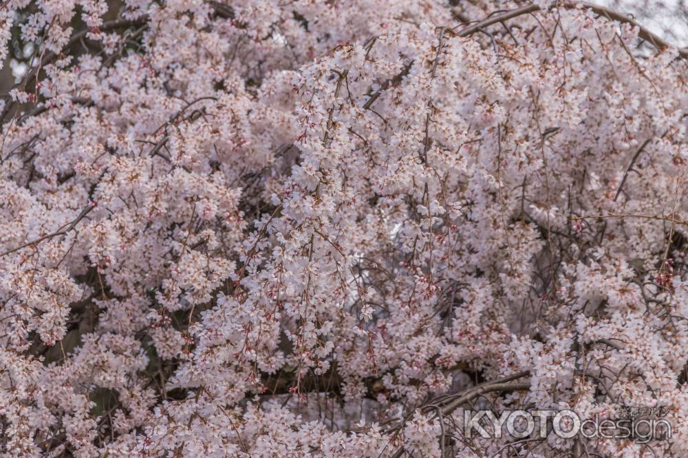 京都御苑の桜、満開を迎えた糸桜