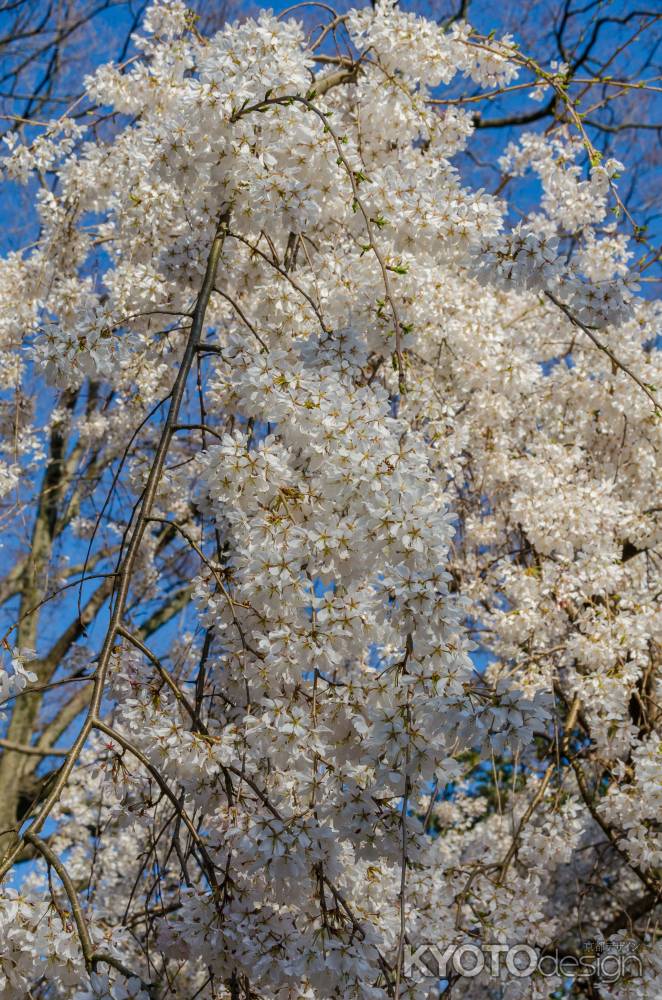 京都御苑の桜、青空に一際映える白桜
