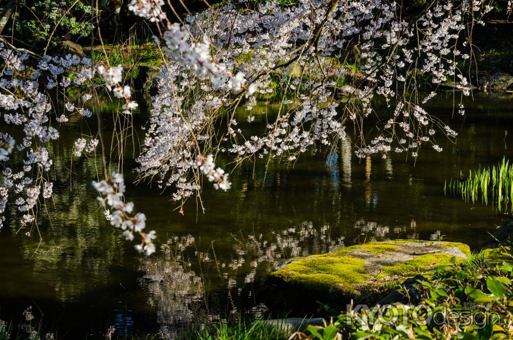 京都御苑の桜、近衛邸跡の池の畔で