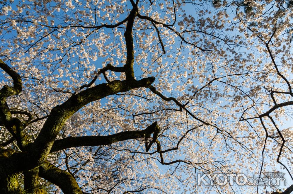 京都御苑の桜、逆光に透き通る桜
