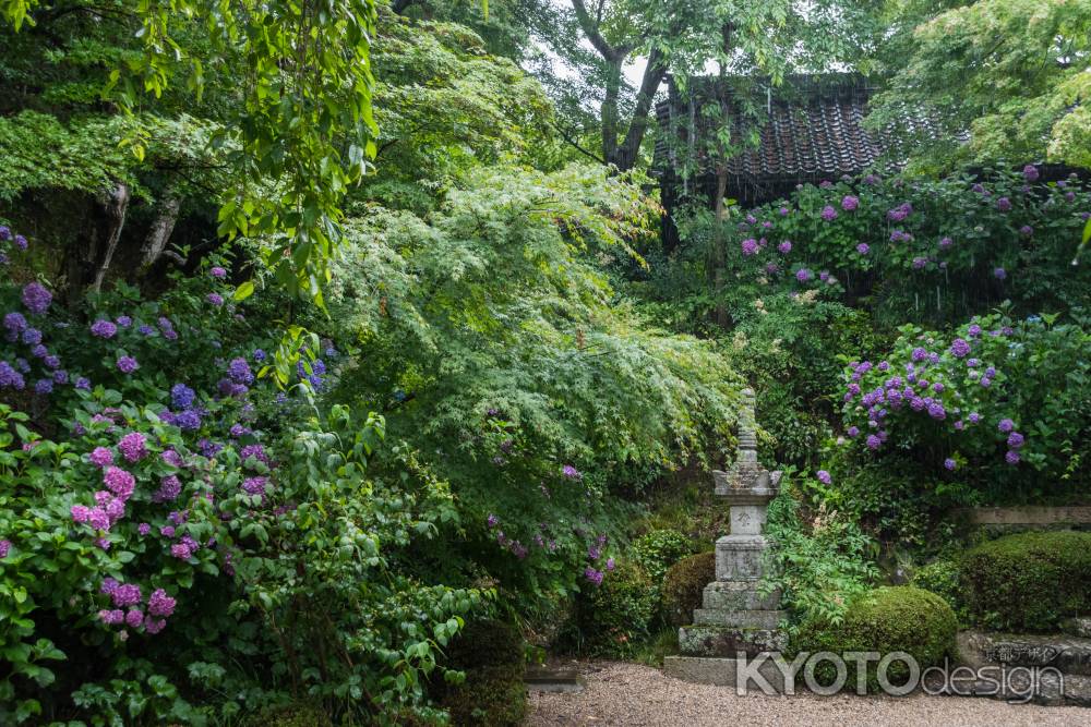 雨の善峯寺、多宝塔近くの紫陽花