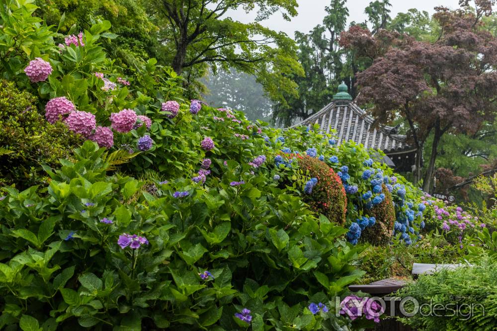 雨の善峯寺、護摩堂近くの紫陽花