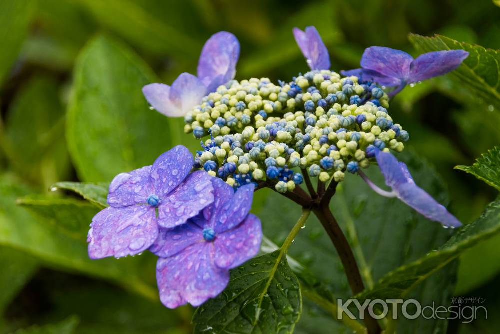 雨の善峯寺、青紫の額紫陽花