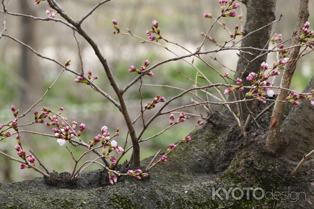 背割桜