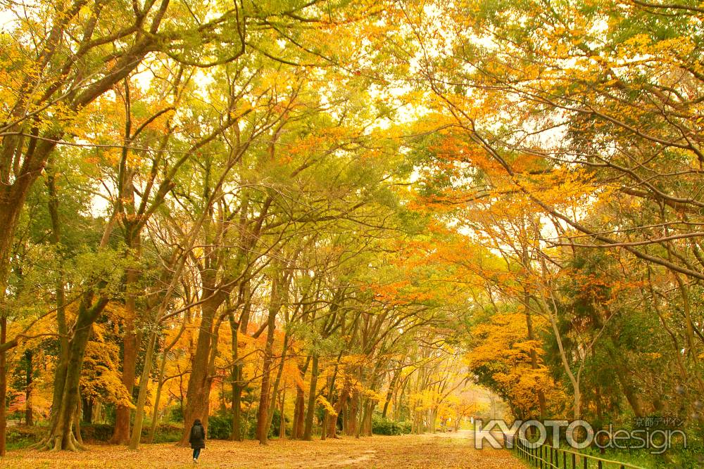 秋色の木々の回廊