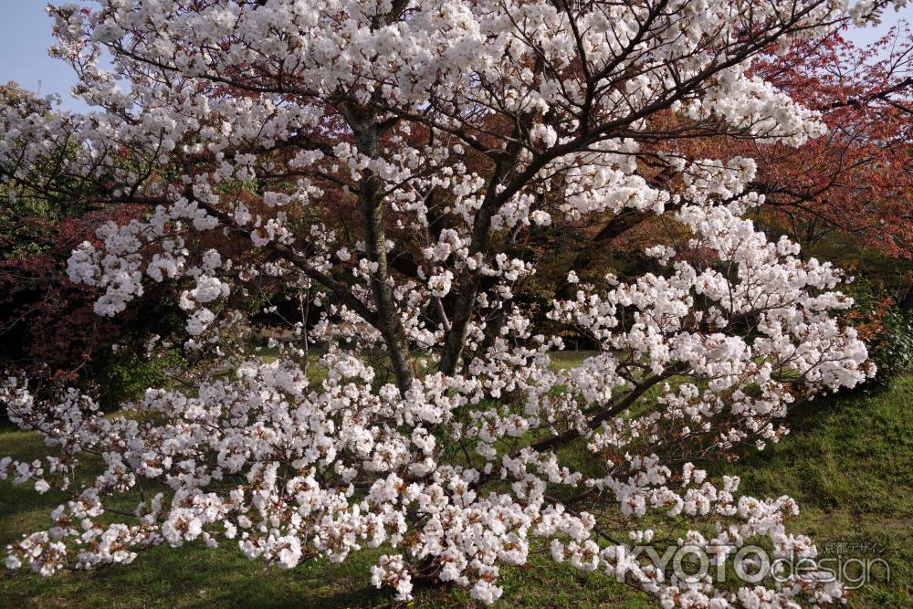 養源院の桜4