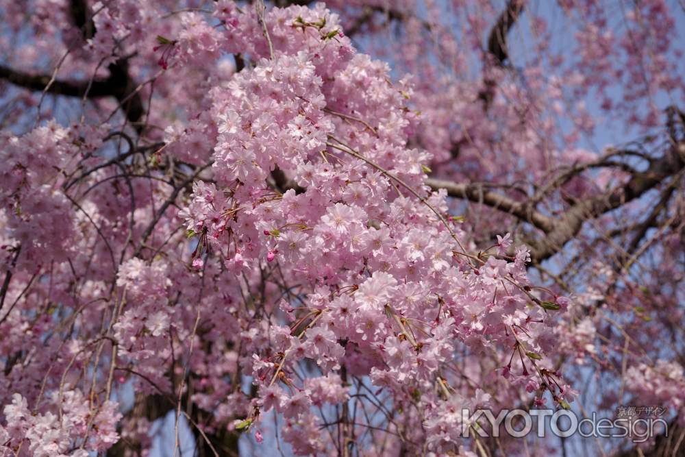 養源院の桜6