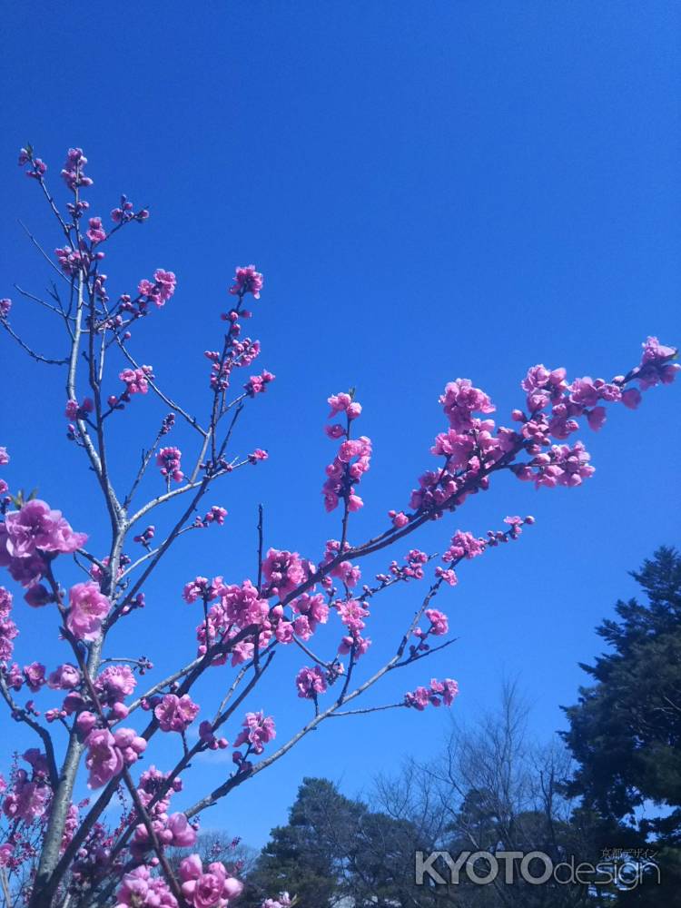 青空と桃の花 