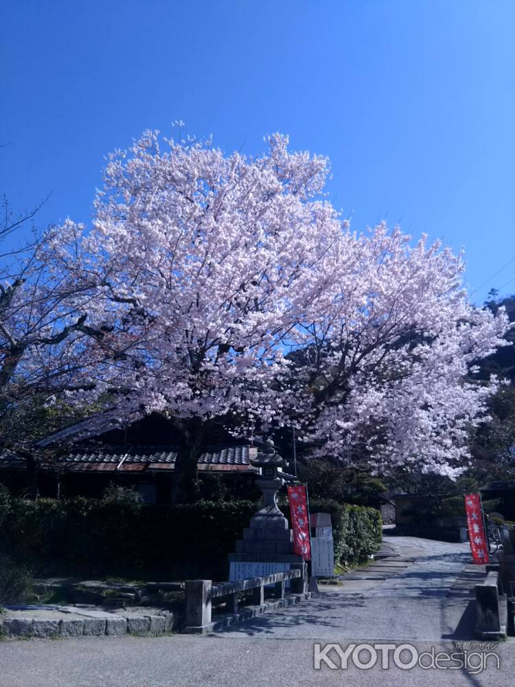 大豊神社前 桜