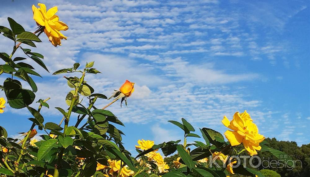 うろこ雲と幸せの黄色いバラ