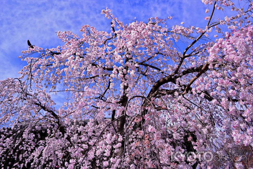 華麗な枝垂れ桜