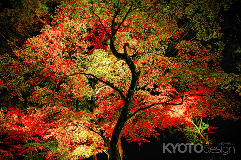森の京都　名刹　秋