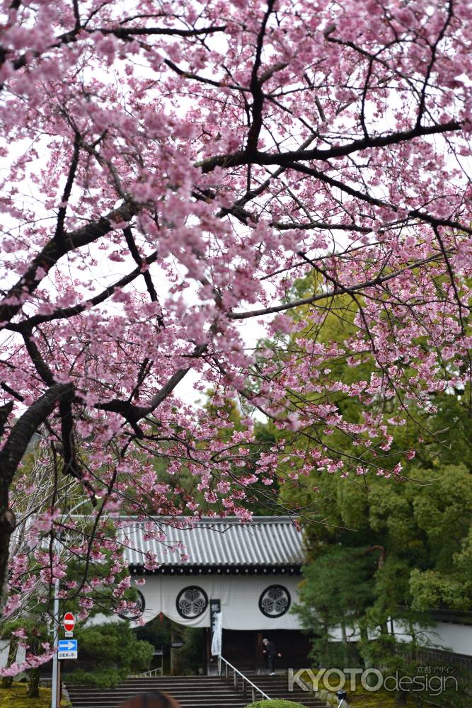 桜と黒門