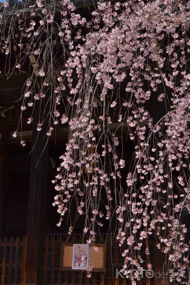 人気の枝垂桜