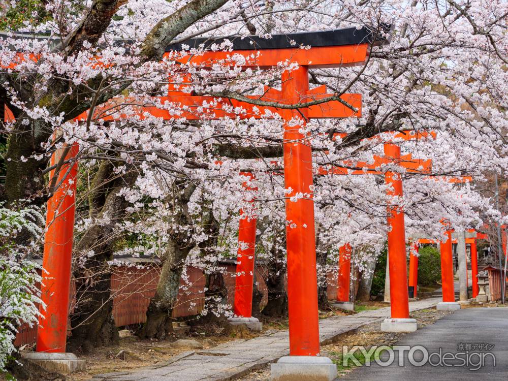 竹中稲荷神社の桜