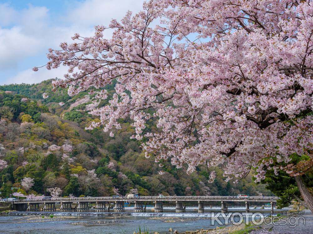 渡月橋と満開の桜