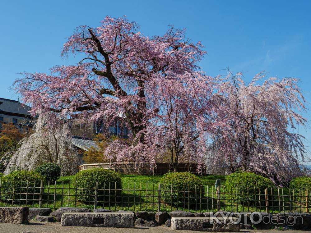 満開の「祇園枝垂桜」➁
