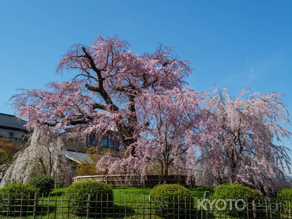 満開の「祇園枝垂桜」①