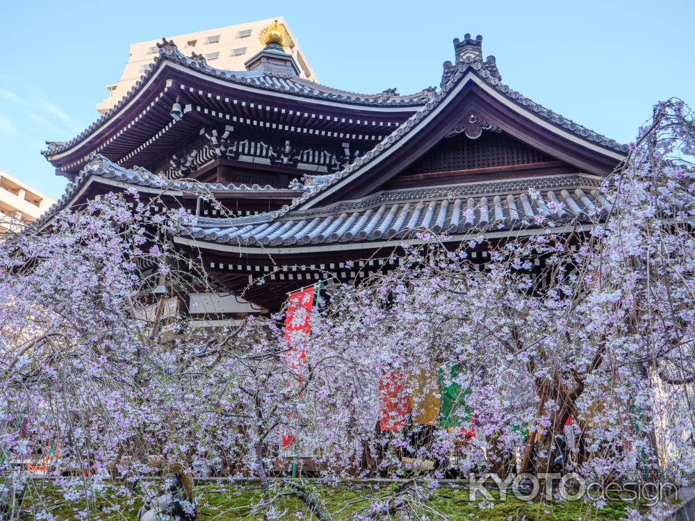 頂法寺の枝垂れ桜➁