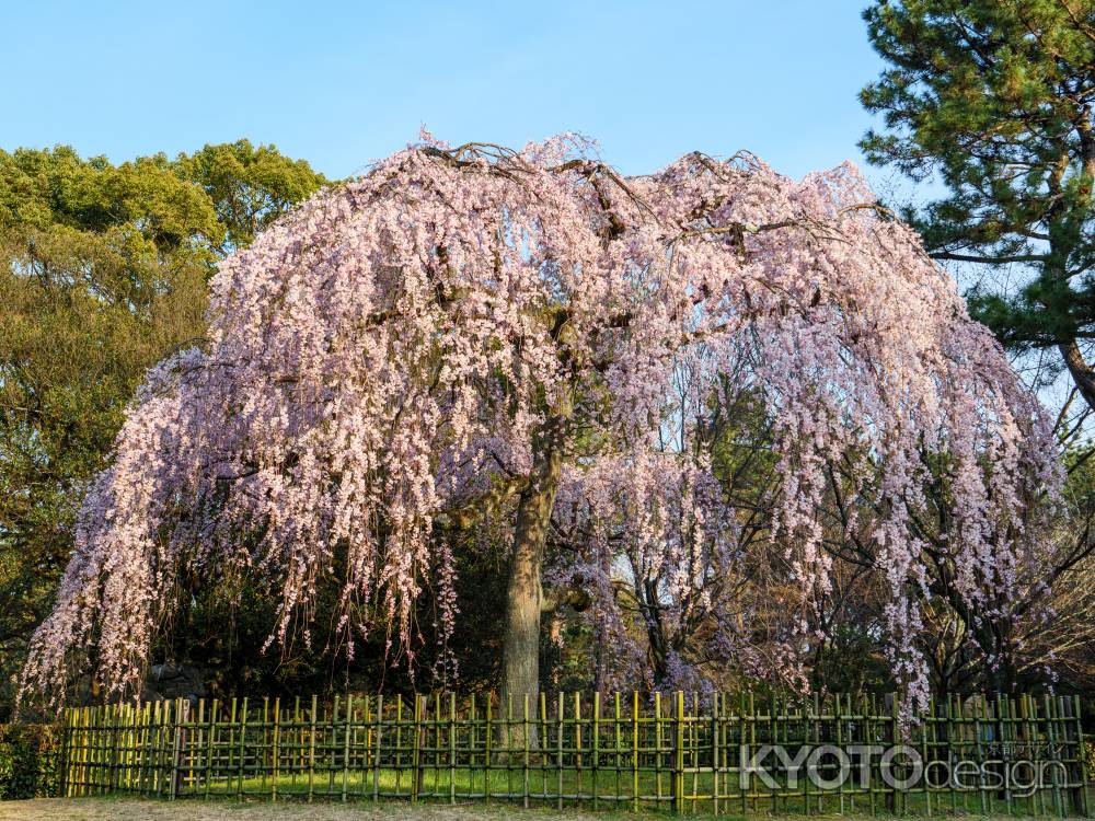 京都御苑「出水のしだれ桜」