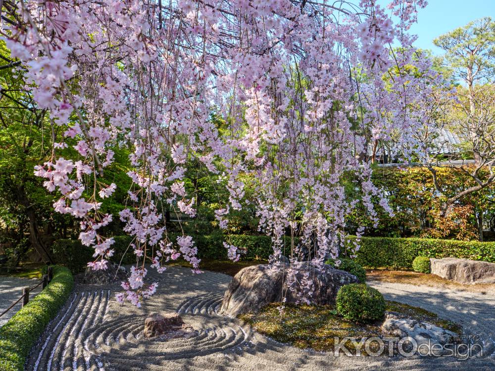 桜咲く「陰の庭」　　　