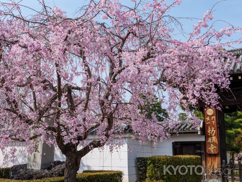 桜満開の妙顕寺