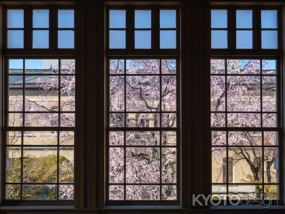 京都府庁旧本館中庭の桜④
