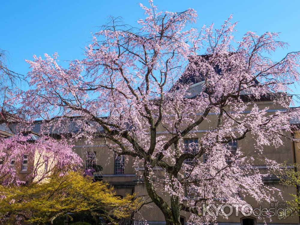京都府庁旧本館中庭の桜①