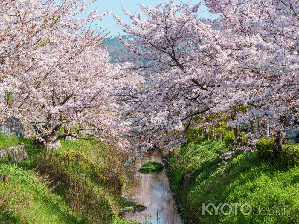 松ヶ崎疏水の桜➁