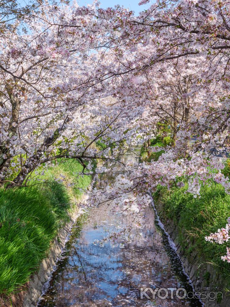 松ヶ崎疎水の桜①