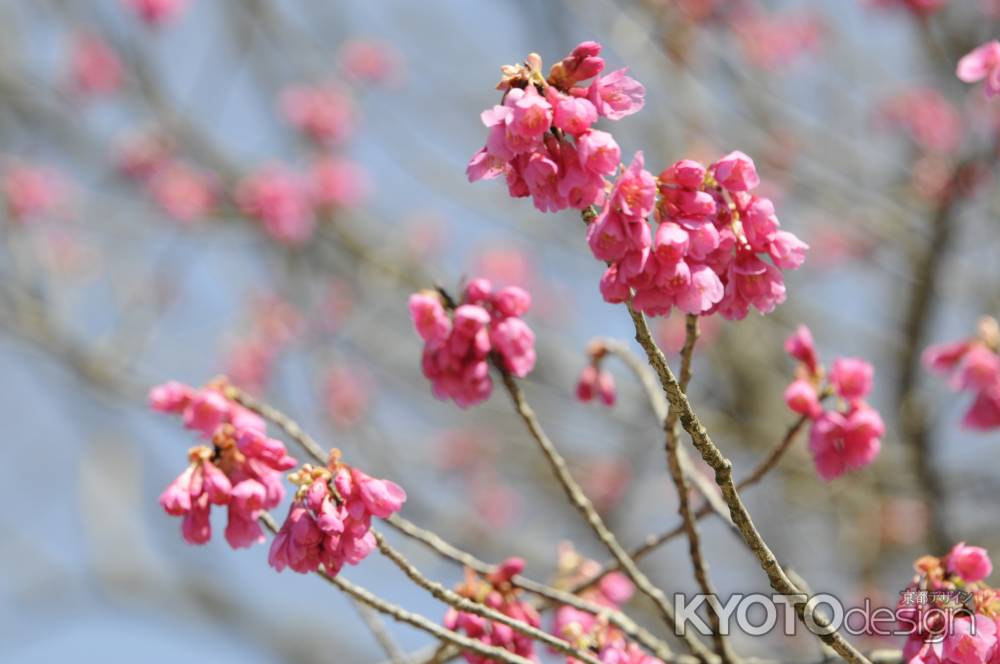 京都府立植物園　2018桜16