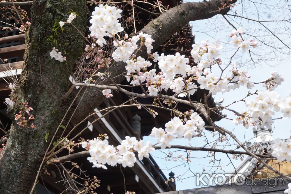 祇園閣　桜2