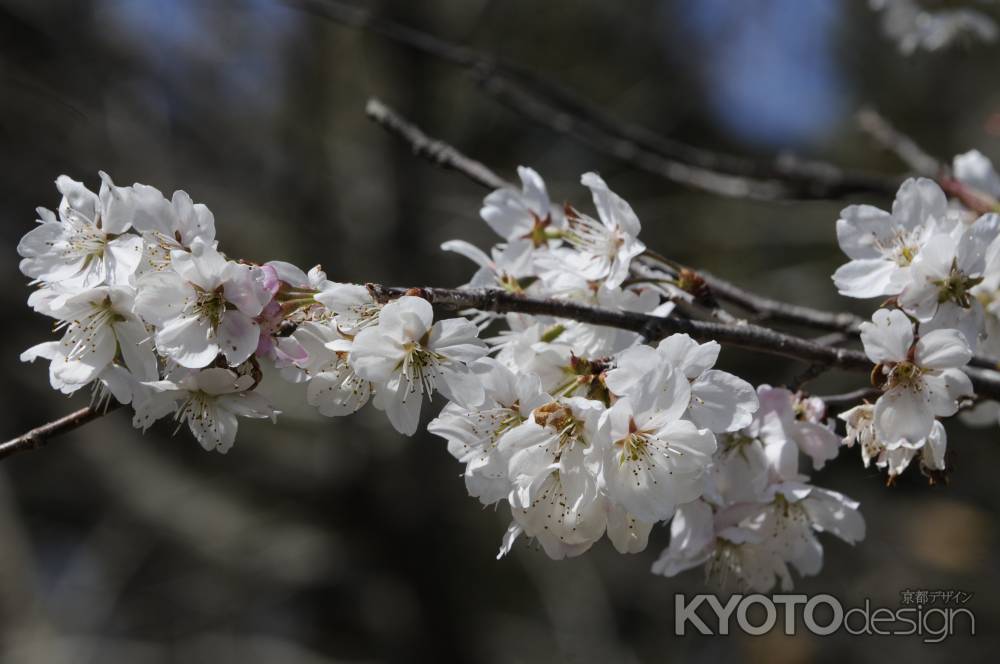 京都府立植物園　桜1