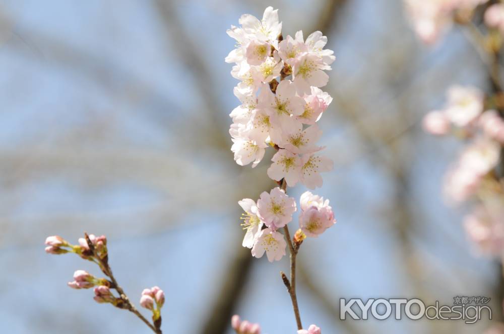 京都府立植物園　桜3
