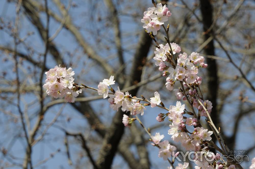京都府立植物園　桜つぼみ4