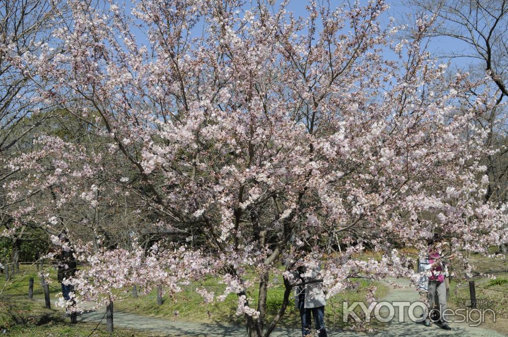 京都府立植物園　桜6