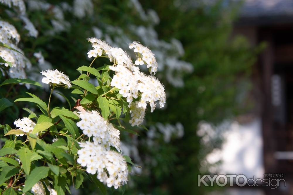 乙訓寺　白い花