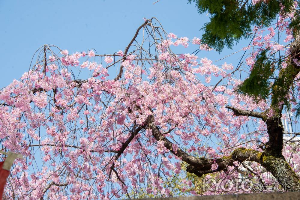 水火天満宮　3月23日の桜1