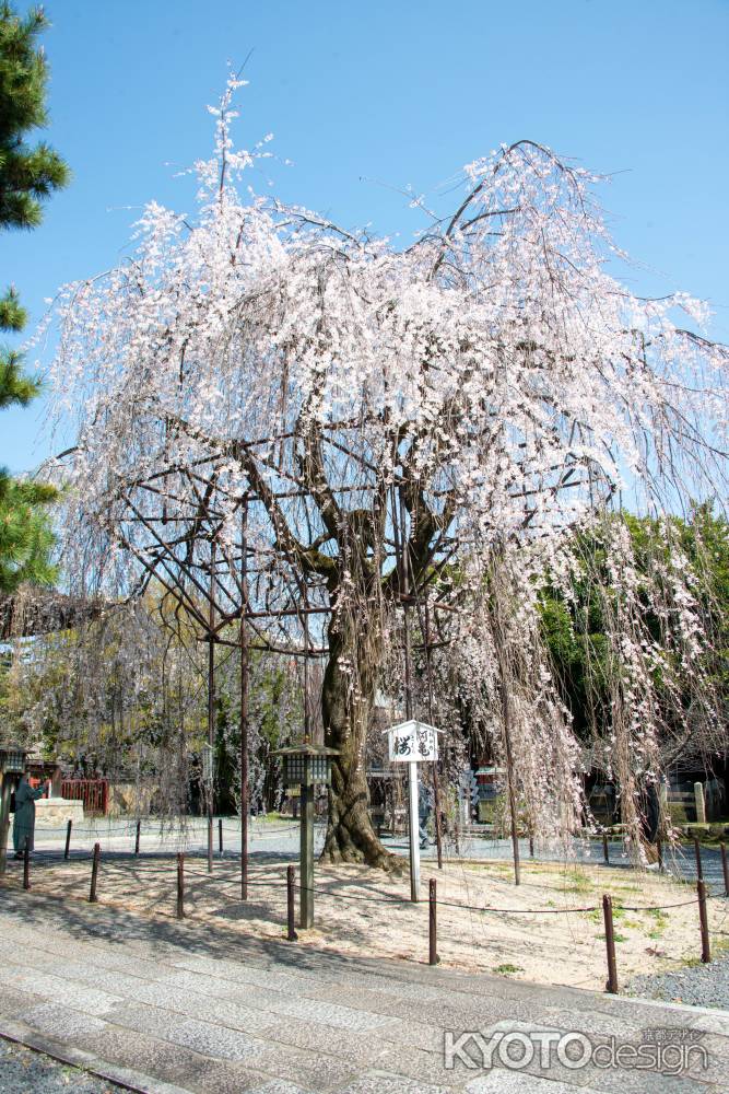 千本釈迦堂　3月23日の桜1