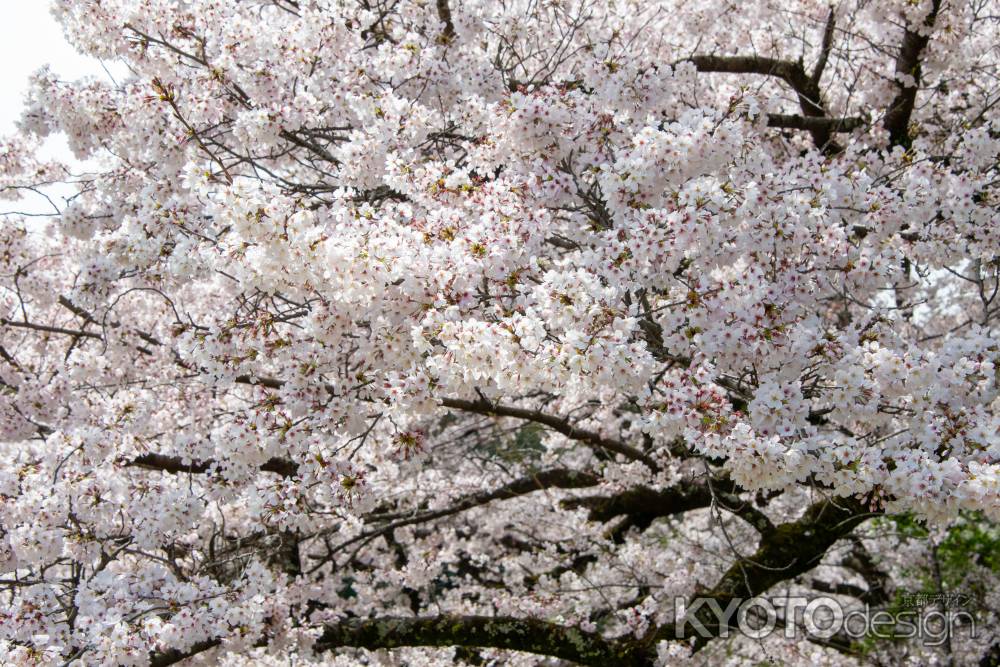 京都府立植物園　サクラ桜
