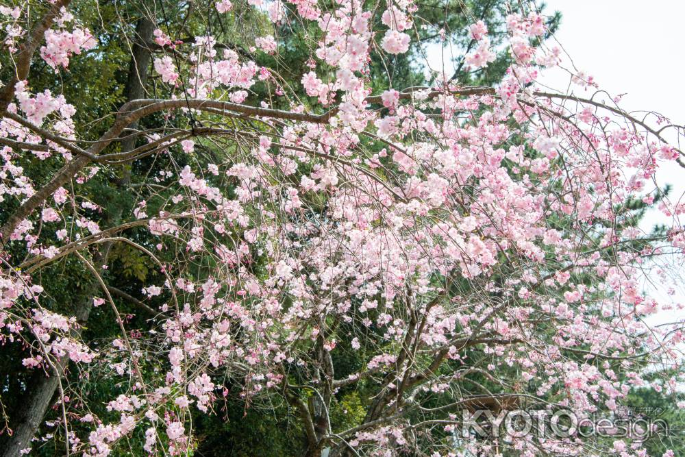 半木の道　3月29日の桜3