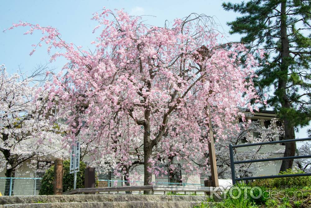 半木の道　3月29日の桜6