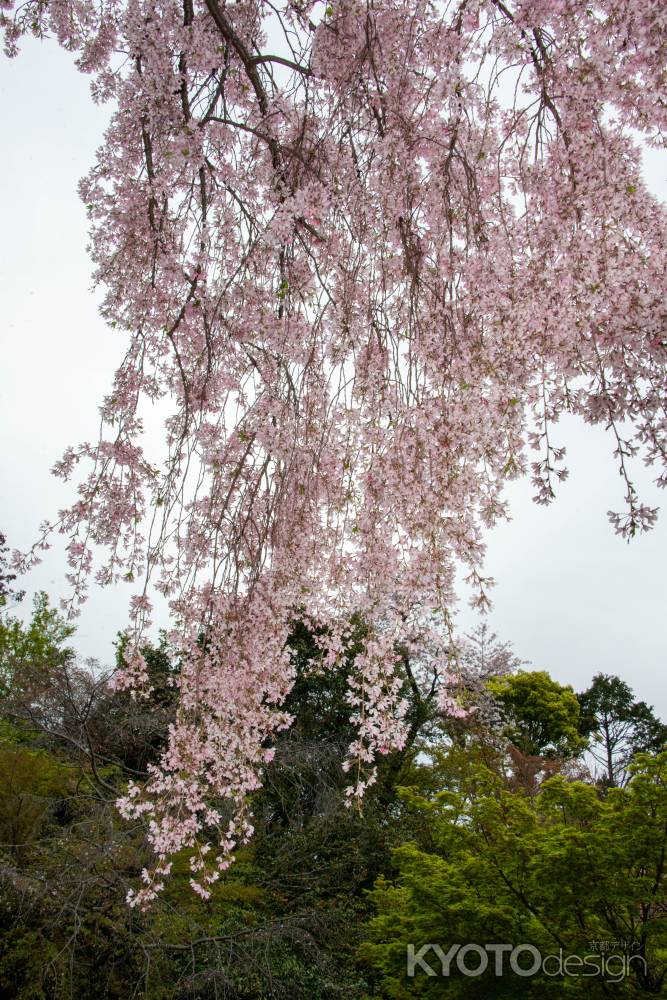 法金剛院　桜のカーテン