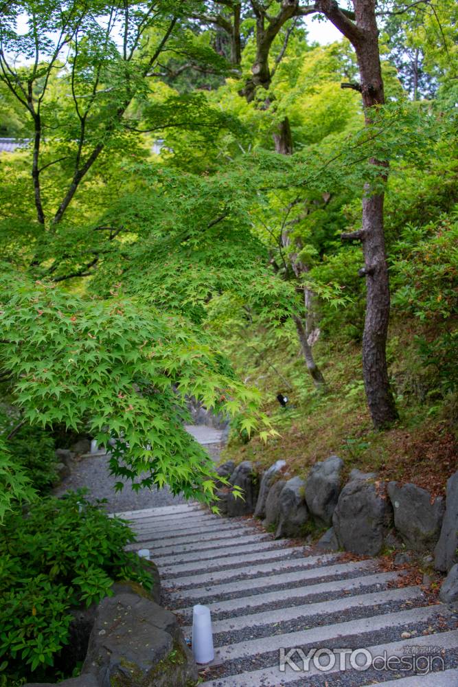 東福寺　緑の階段