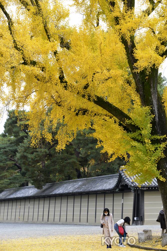 黄色づく京都御苑