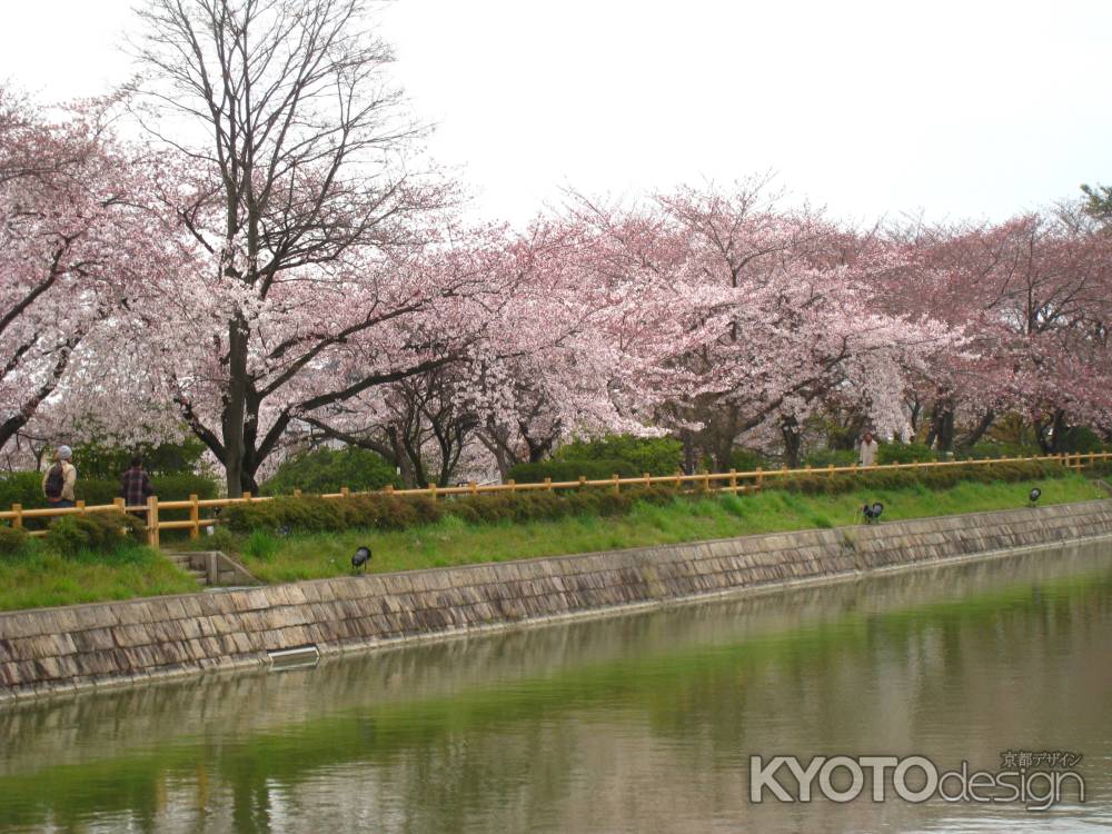 池と桜並木