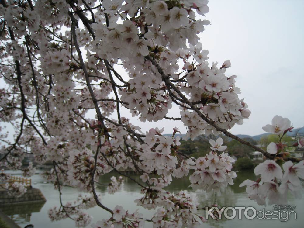 満開の桜の花　長岡天満宮