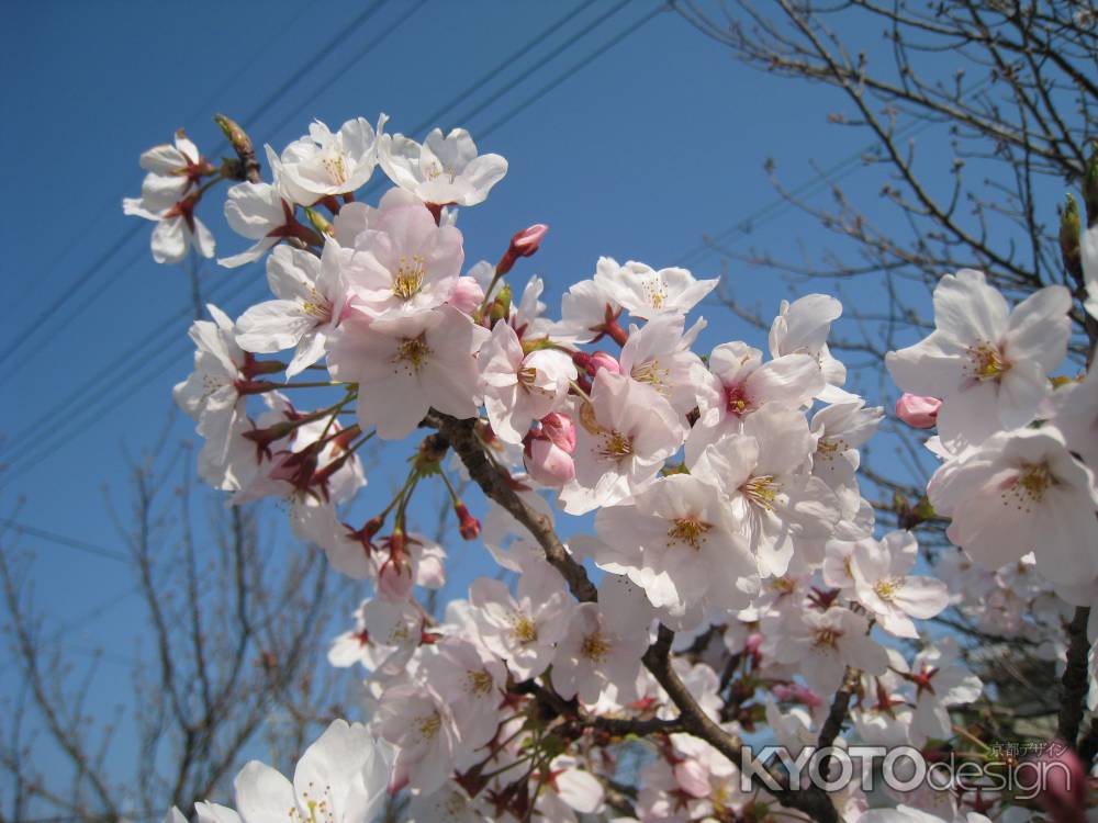 満開の桜の花　長岡天満宮