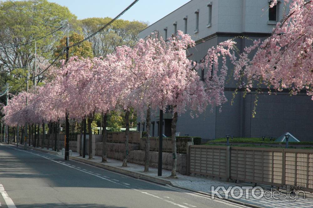 裁判所前の枝垂れ桜
